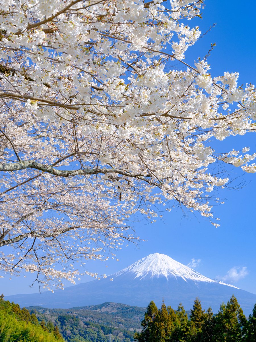 fujiyama tweet media