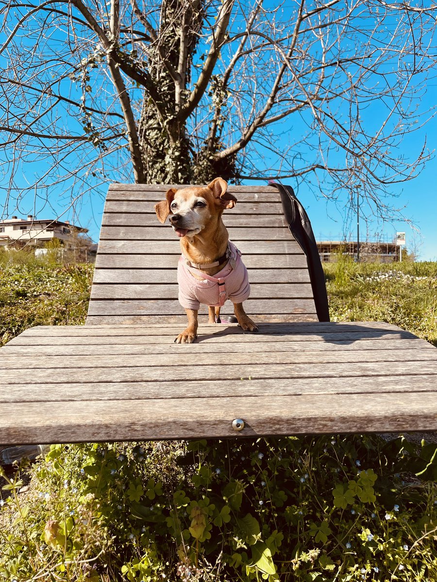 Cla_86Cla's tweet photo. Mou e una domenica al parco ☀️🐾

Il sole è la cura per tutto ❤️

#dog #sundayvibes #love https://t.co/VGu34Ia2kV
