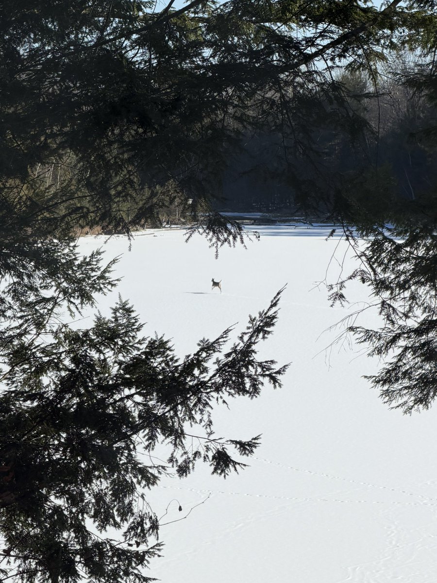 𝖛𝖊𝖓𝖚𝖘𝖎𝖓𝖙𝖆𝖚𝖗𝖚𝖘 tweet media