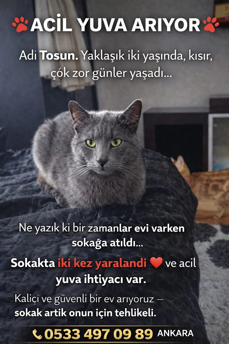 Catslovers tweet media