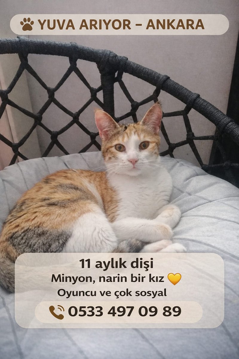 Catslovers tweet media