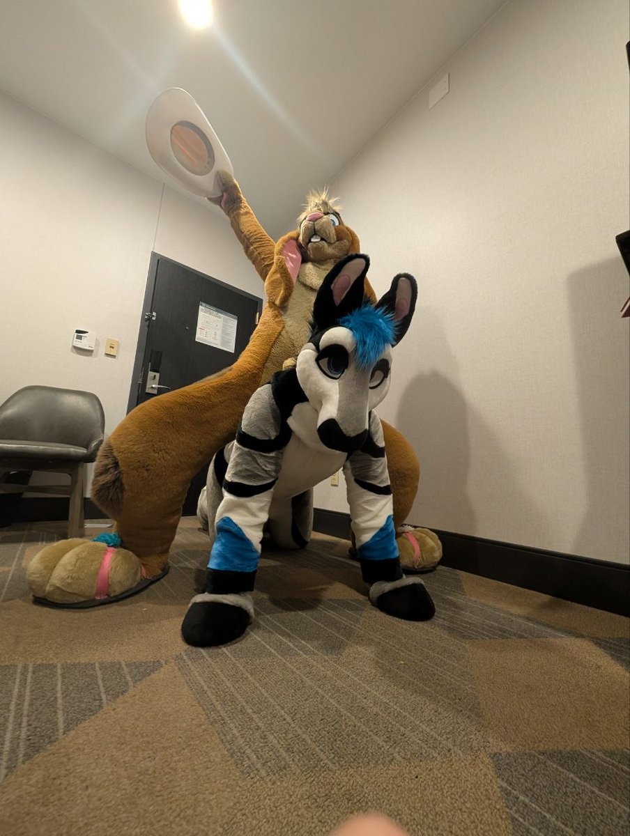 Tibolf tweet picture