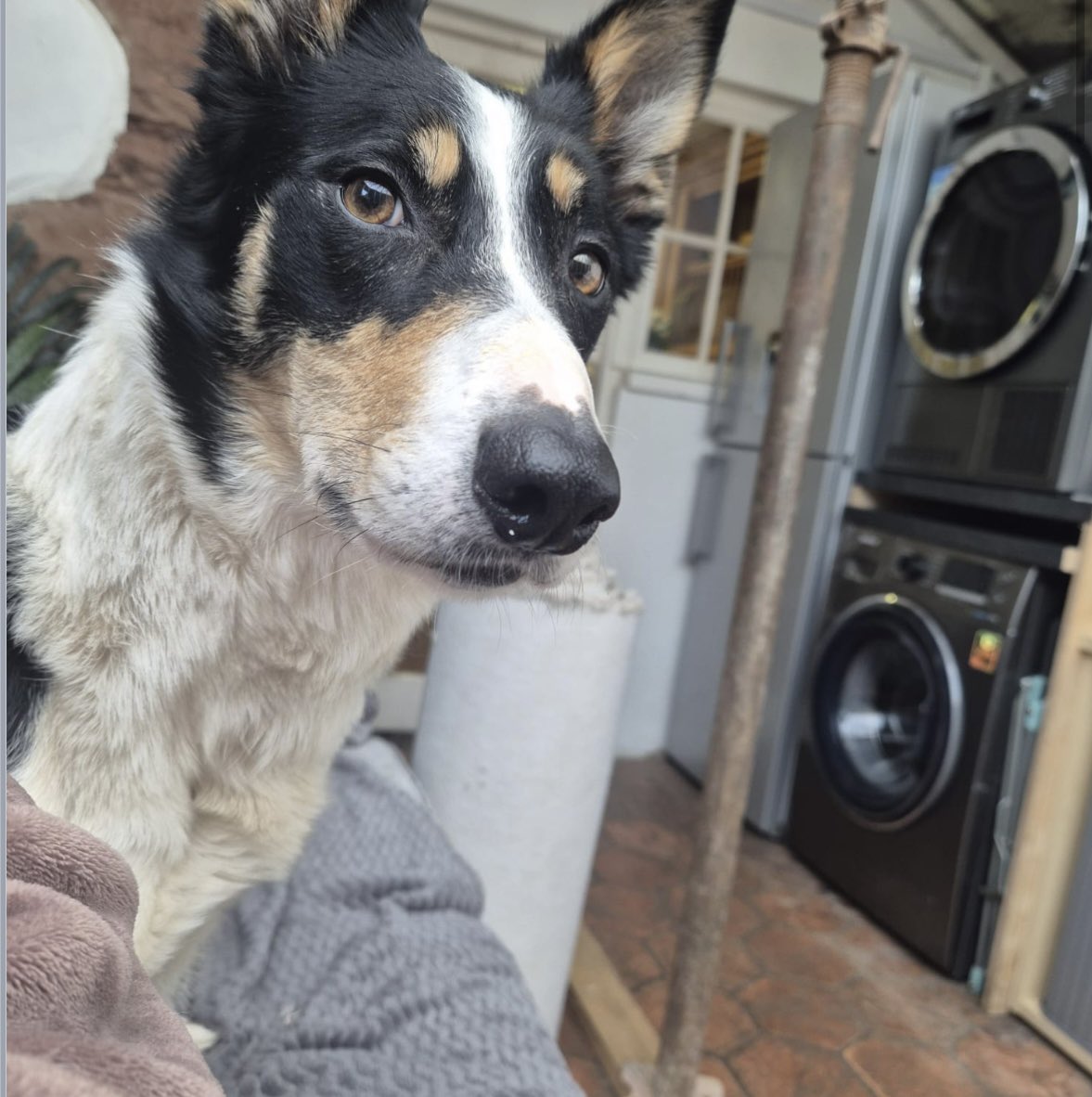 @ColliesOnTheRun tweet media