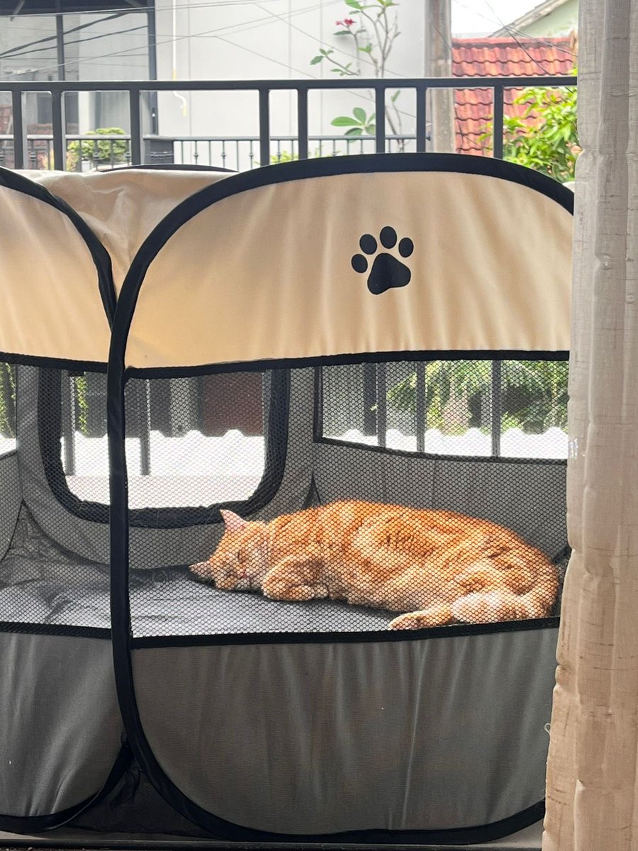 Adung & Imut 🐈 tweet media