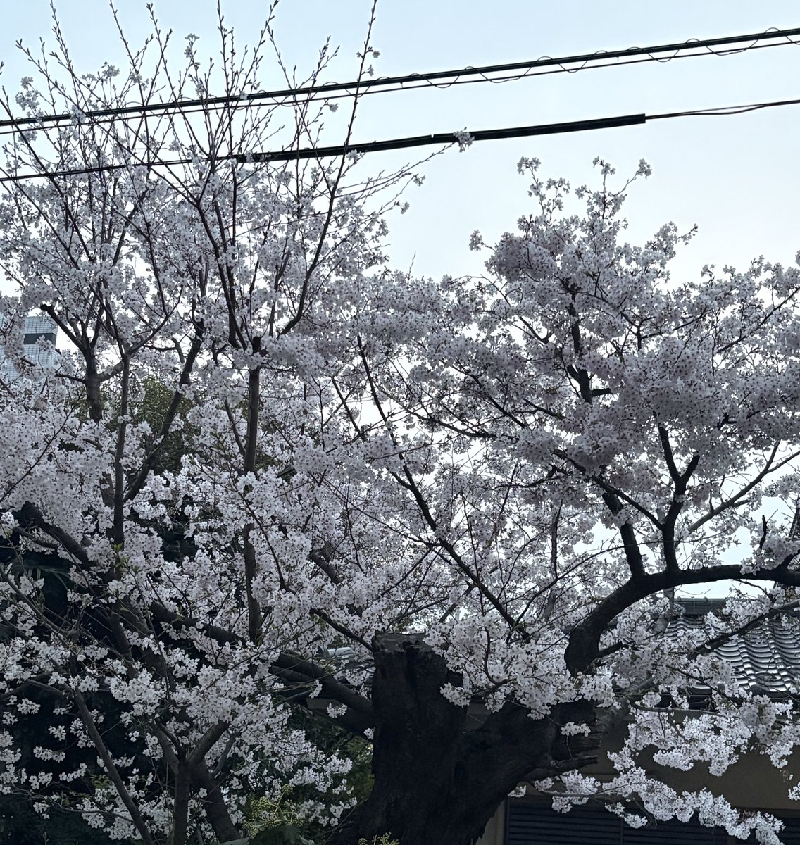 あちねぇ🫰 tweet media