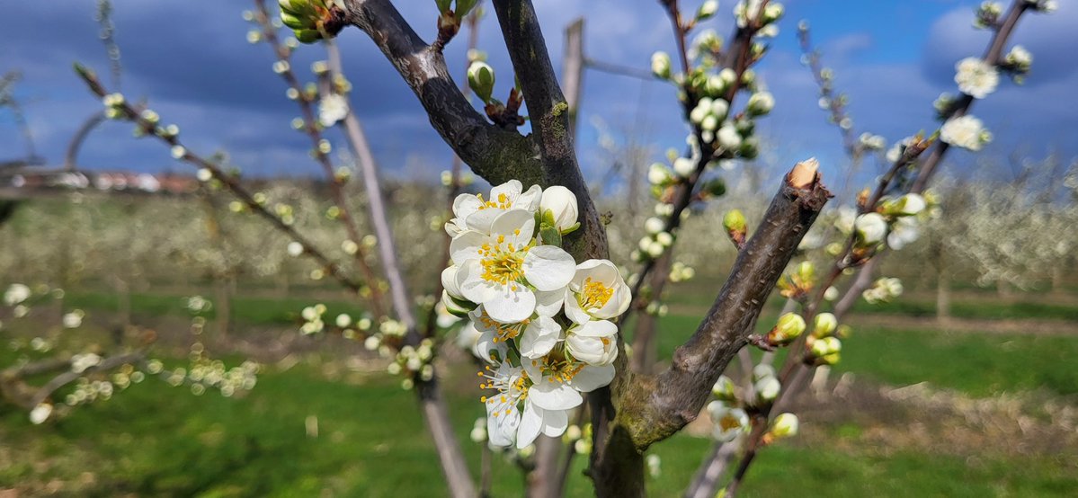 @amerlanda.bsky.social tweet media