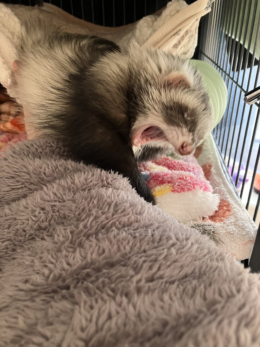 CaliCeri tweet media