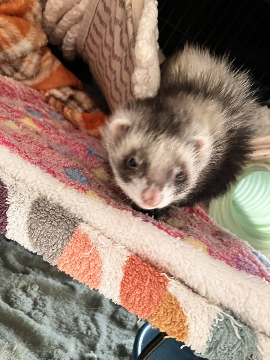 CaliCeri tweet media