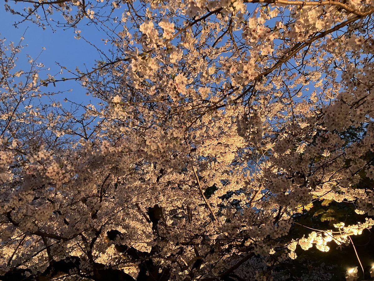 今日は花見はしごした。花見と花火は正義。しかし昼間は暑かった〜