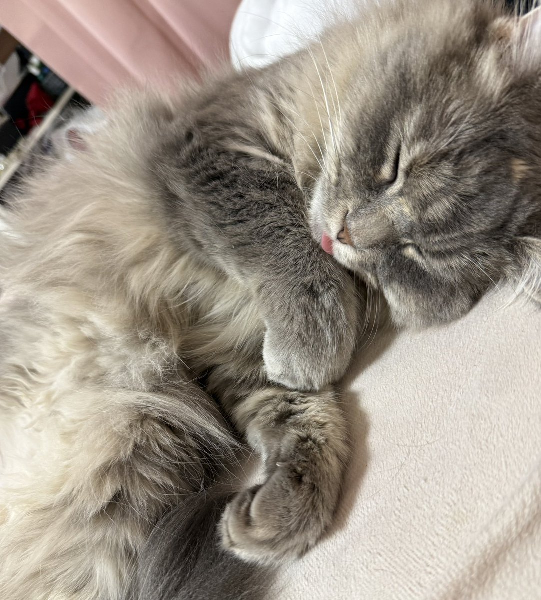 姫向うみ tweet media