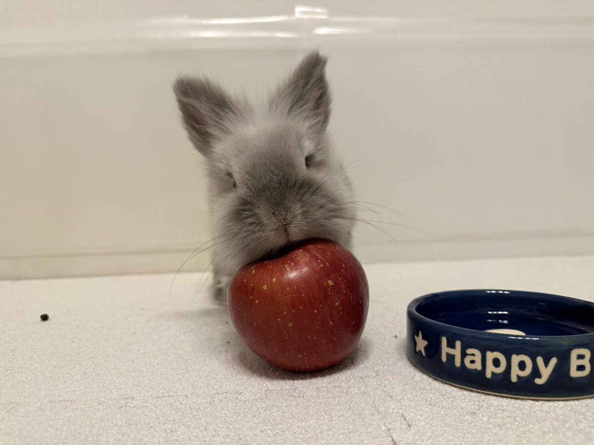 れおん🐰 tweet media