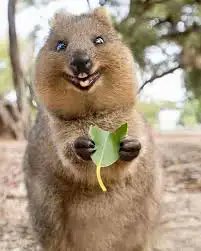 عليك أن تعتبر بحيوان #الكوكا  QUOKKA# (الحيوان المبتسم) فلا تتعامل مع المفترسات بثوب الحملان 
(#حيوان_الكوكا يعد كل حيوان يقتر ب منه صديق فيسهل على المفترسات أكله)
