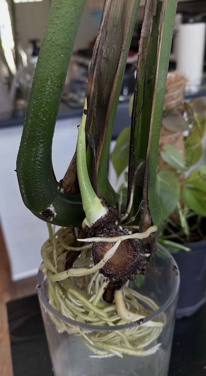 nameyourplants's tweet photo. after a winter in water https://t.co/9TTGfWOtIG