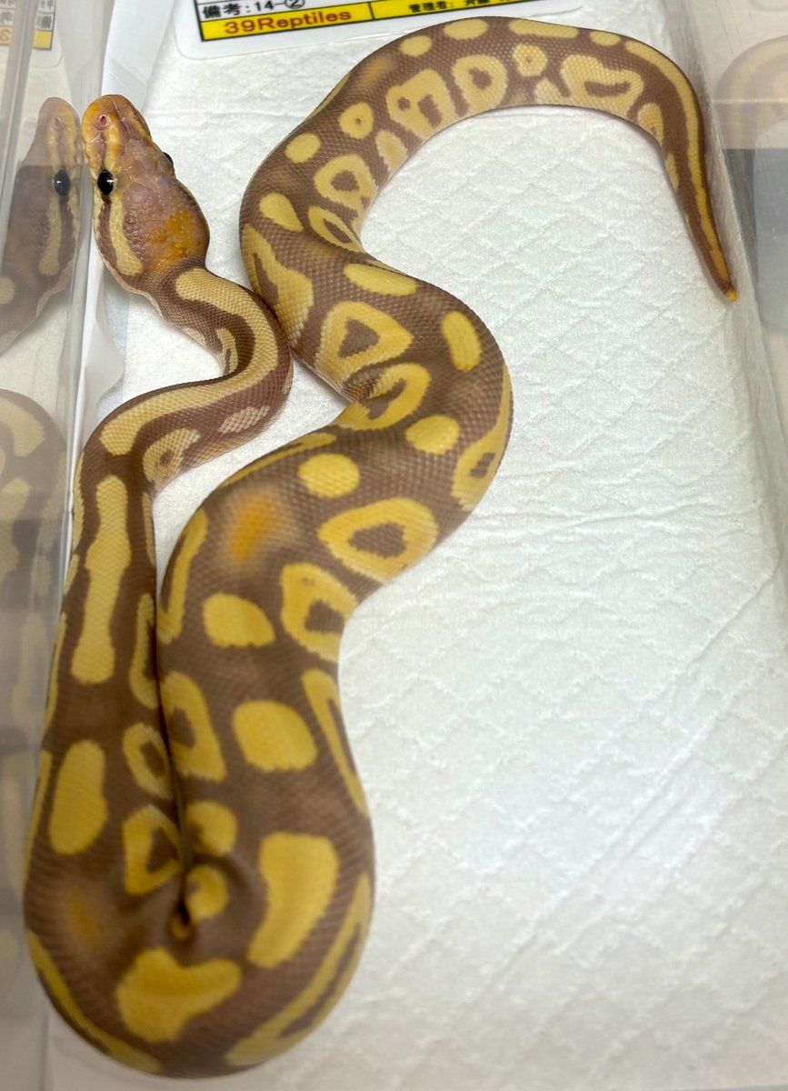 39Reptiles!サンキュー爬虫類 tweet media