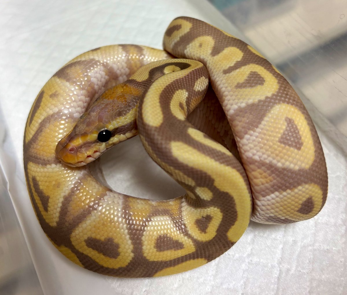 39Reptiles!サンキュー爬虫類 tweet media