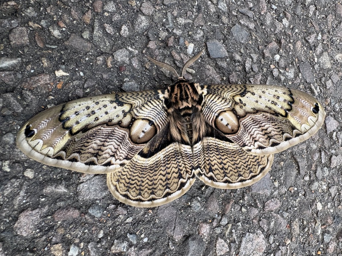 メンガタ tweet media