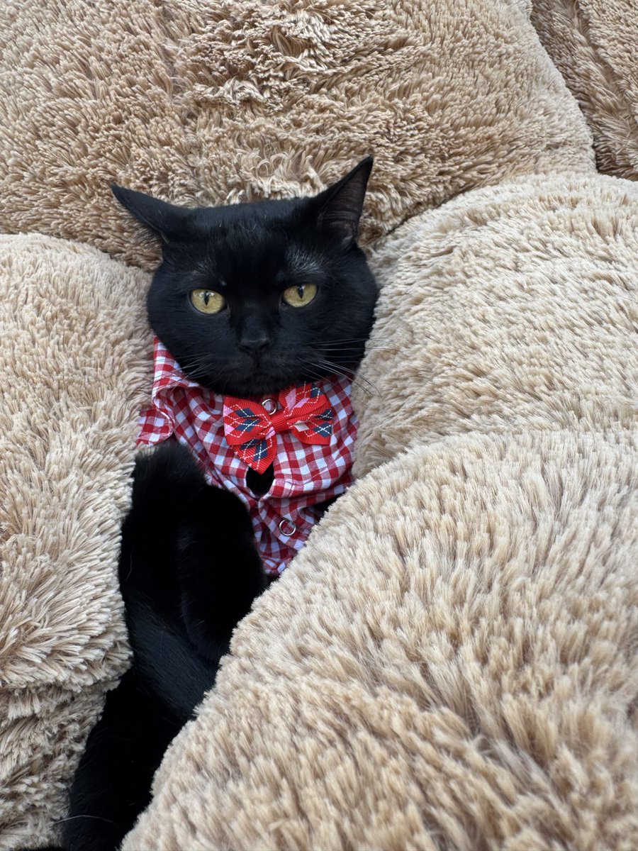 Ecevit Tatlıtuğ tweet media