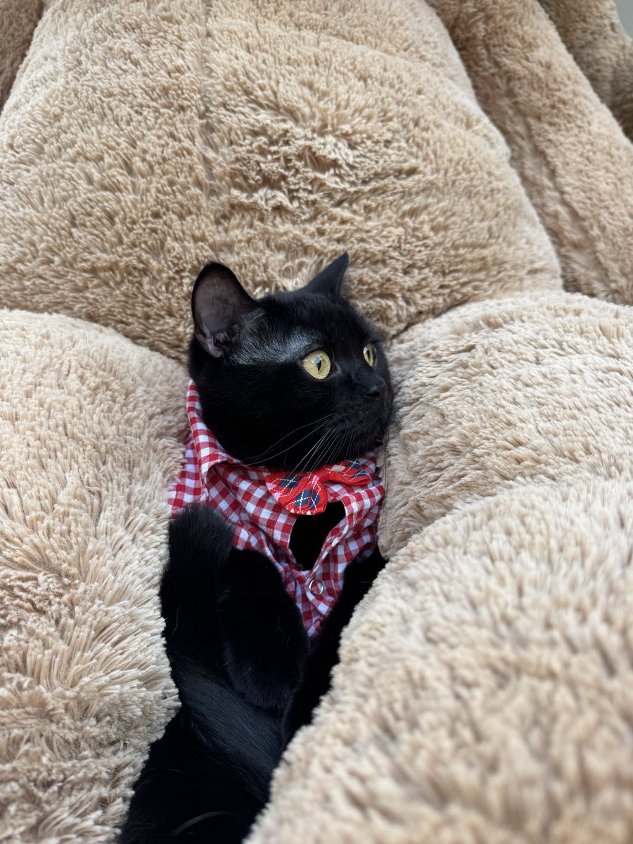 Ecevit Tatlıtuğ tweet media