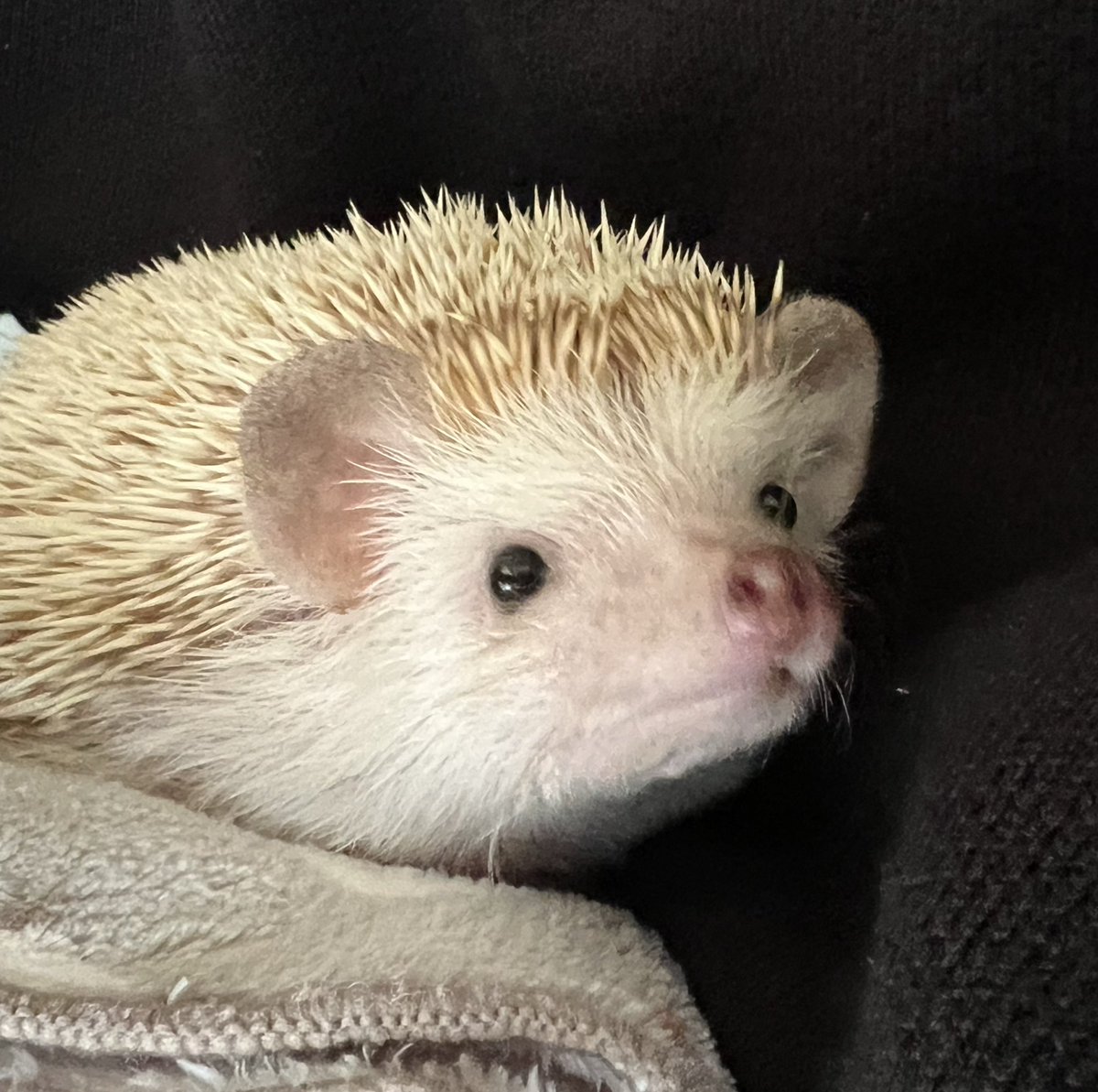 たけこ🦔ハリネズミのぽん太 tweet media