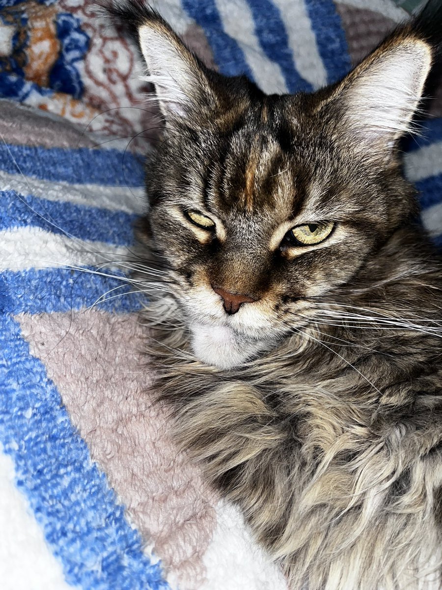 dandelionENHYPEN_IS_7 tweet media