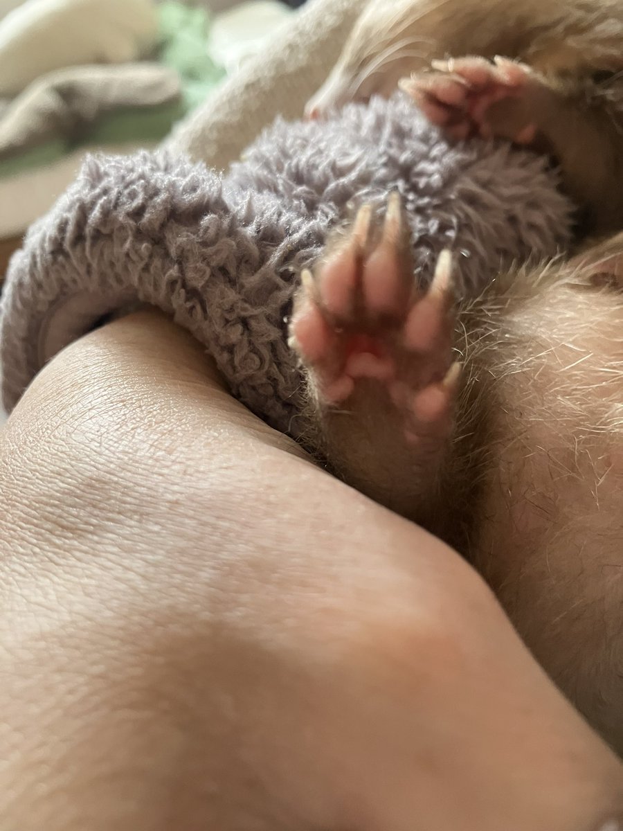 CaliCeri tweet media