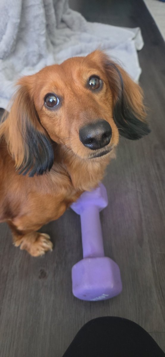 Shoshana Weissmann, Sloth Committee Chair 🦥 tweet media