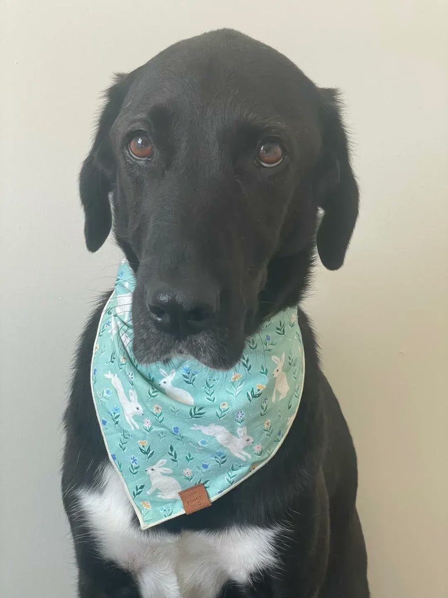 Gironimo Indianer tweet media