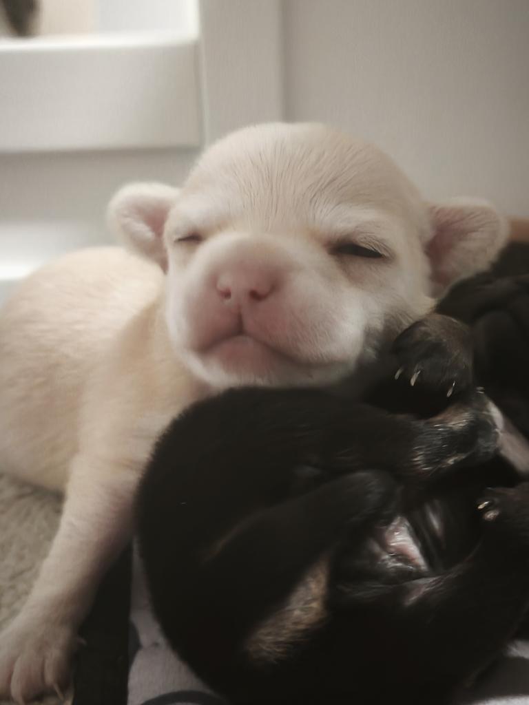 nicht noch eine maria tweet media