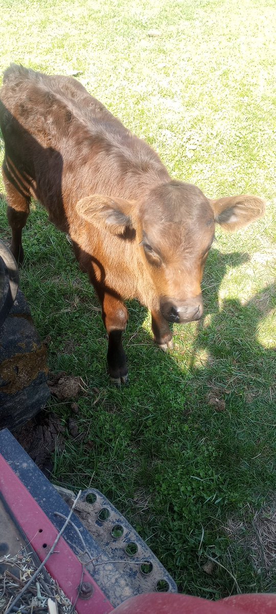 Farm Boy tweet media