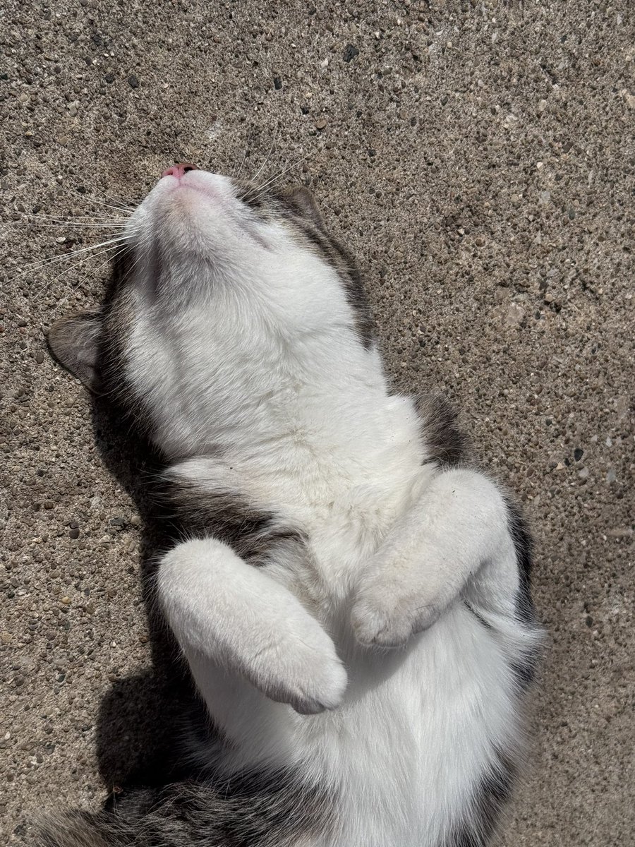 Frances J Karon tweet media