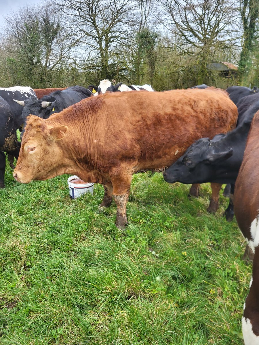 Liam de Lása tweet media