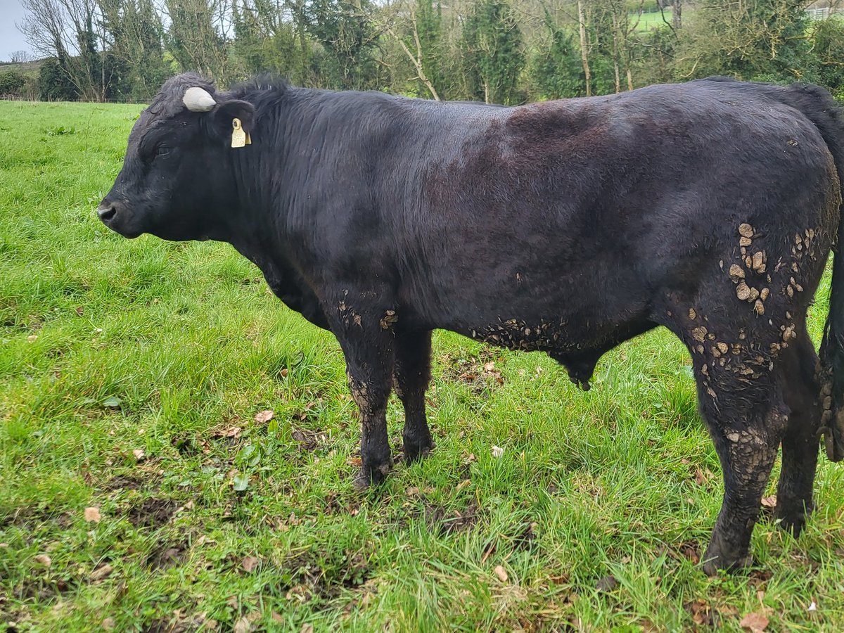 Liam de Lása tweet media