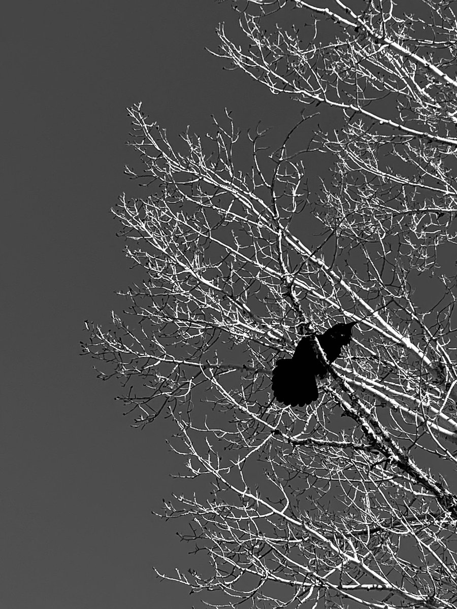 CL Morgan tweet media