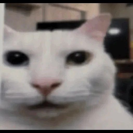 𐙚emo ★ gay. tweet media