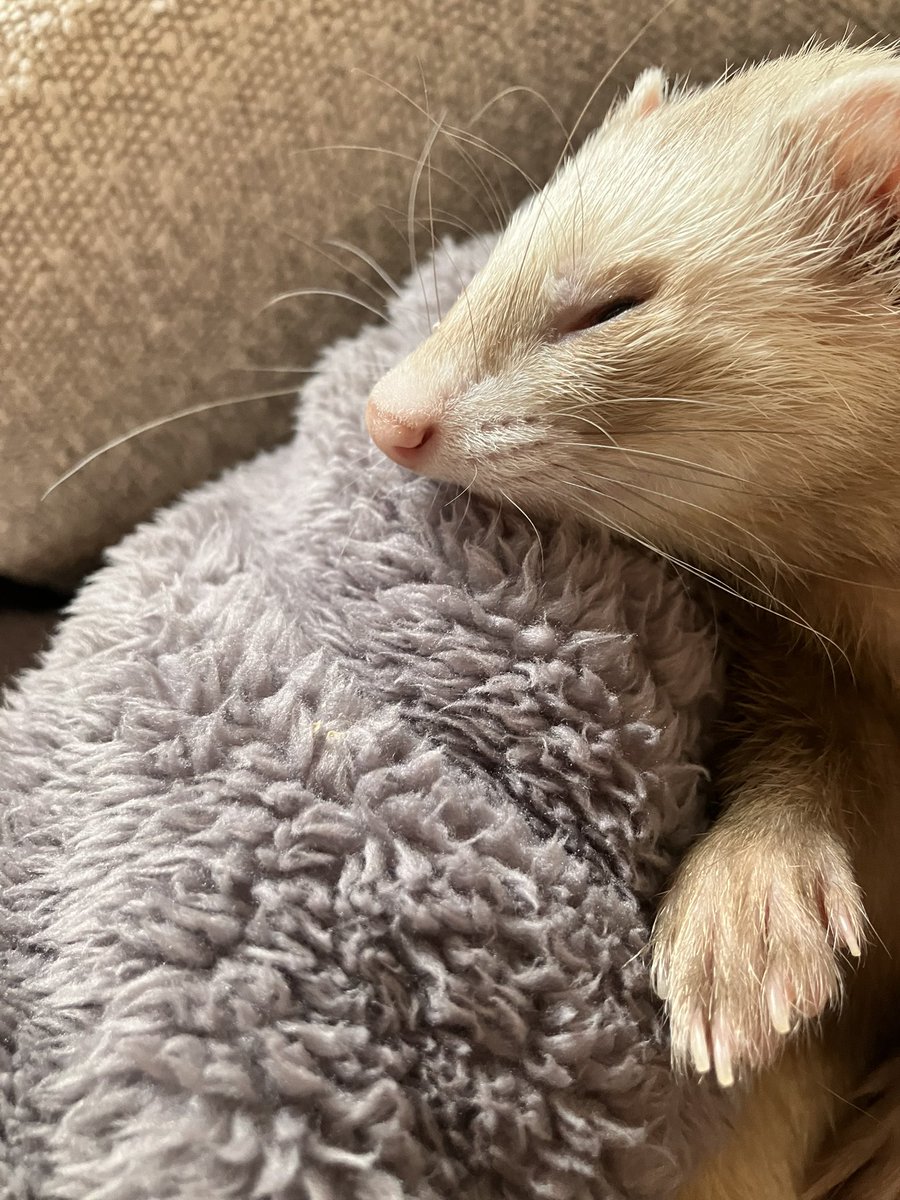 CaliCeri tweet media