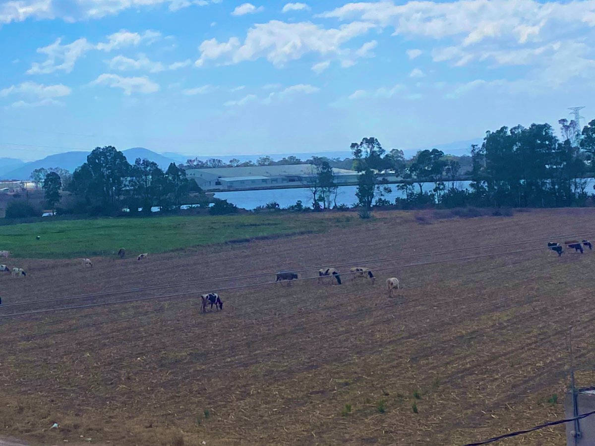 Lilián del Carmen 🇵🇸 tweet media