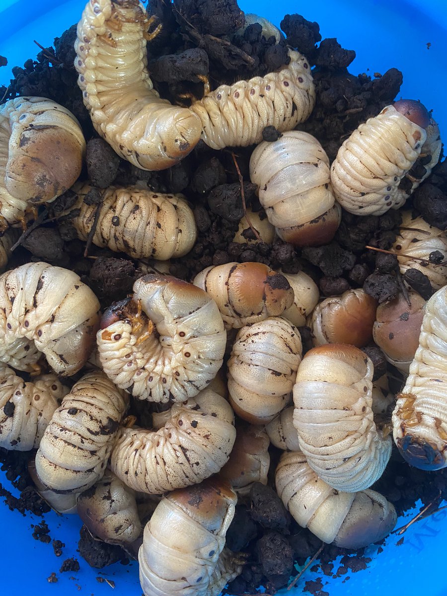 ange ➿ tweet media