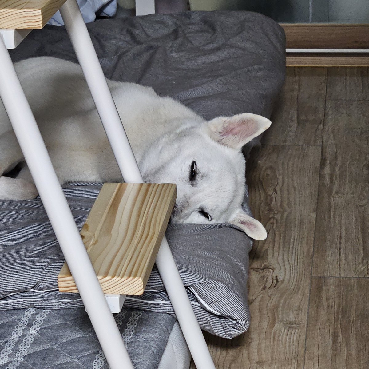 빈집사 tweet media