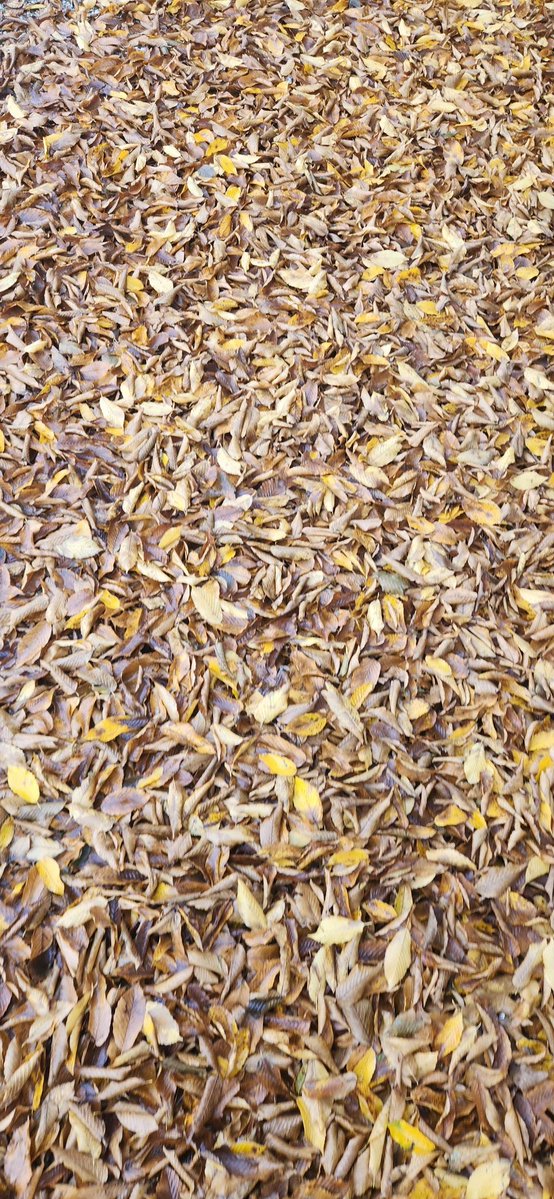 raïs 𖤓 tweet media