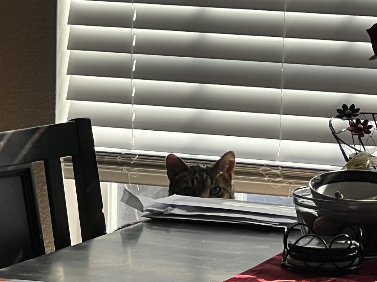 somewhat boyishly handsome (often with ponytail) tweet media