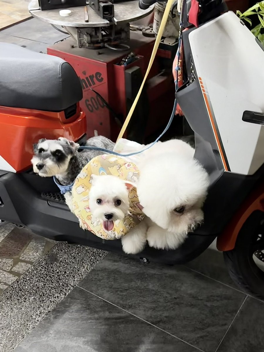 银河系解药 tweet media