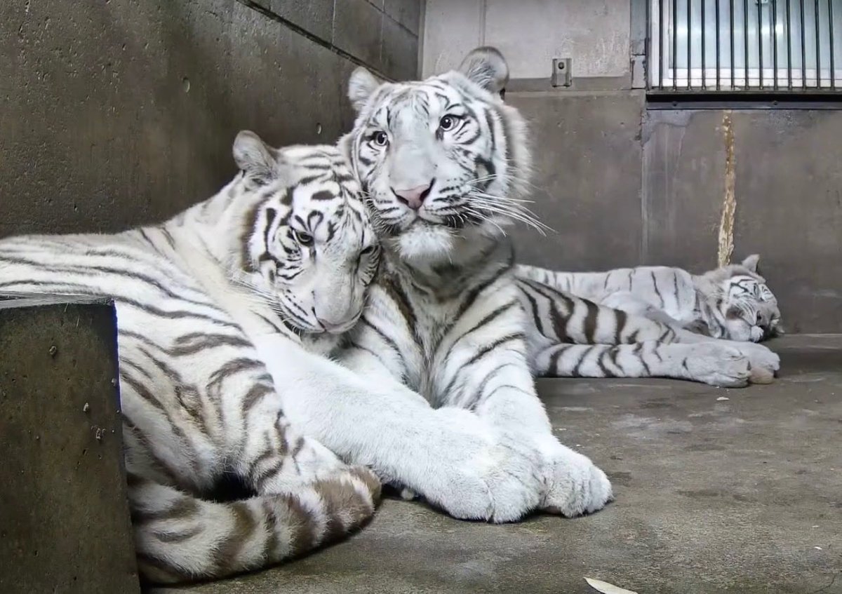 よっしー tweet media