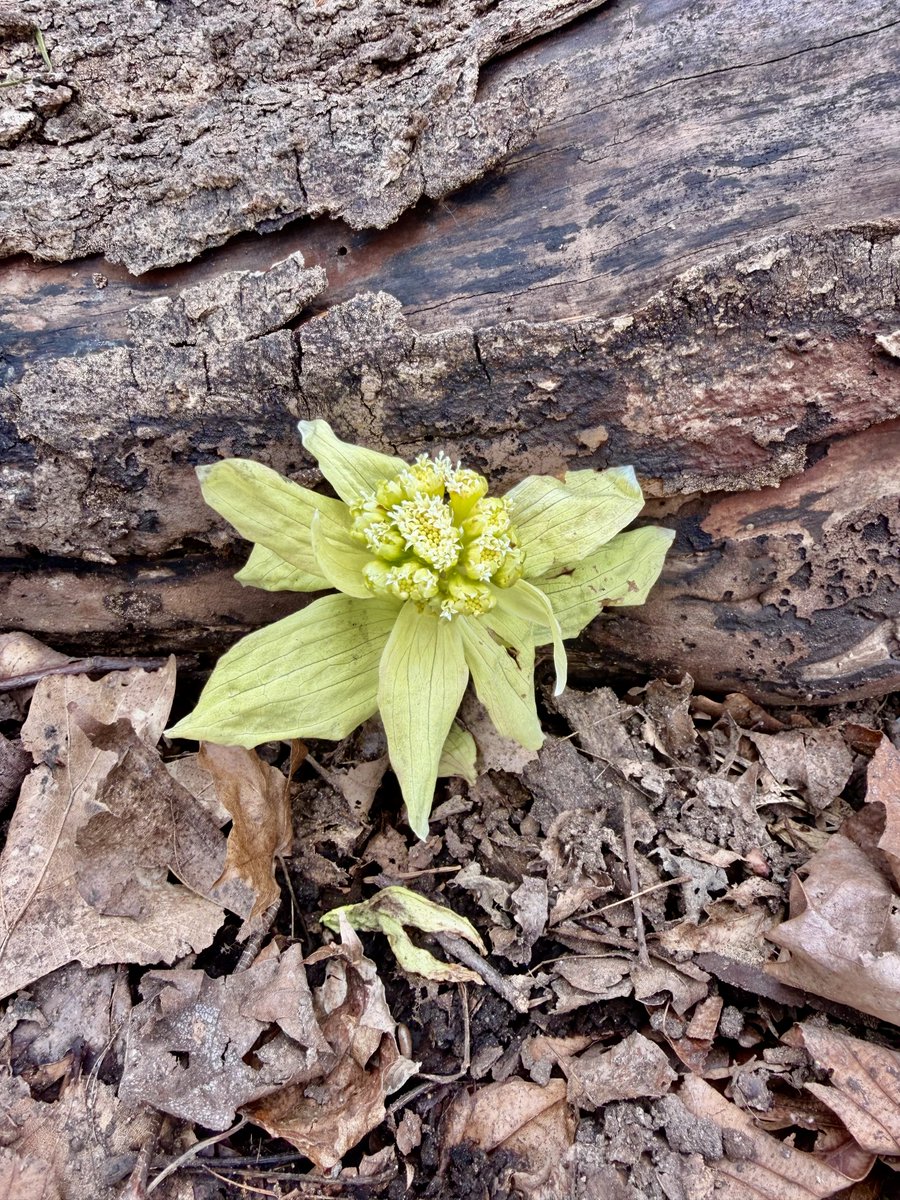 Yuzuneco tweet media