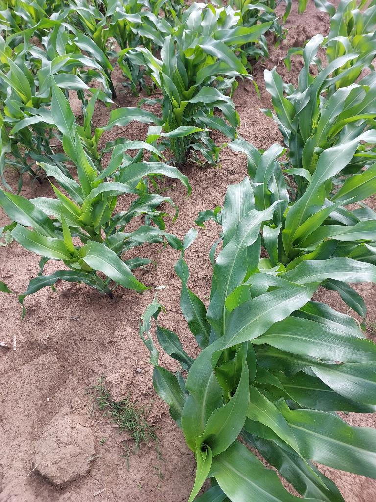 Mr Waruu( Potato Ambassador) tweet media