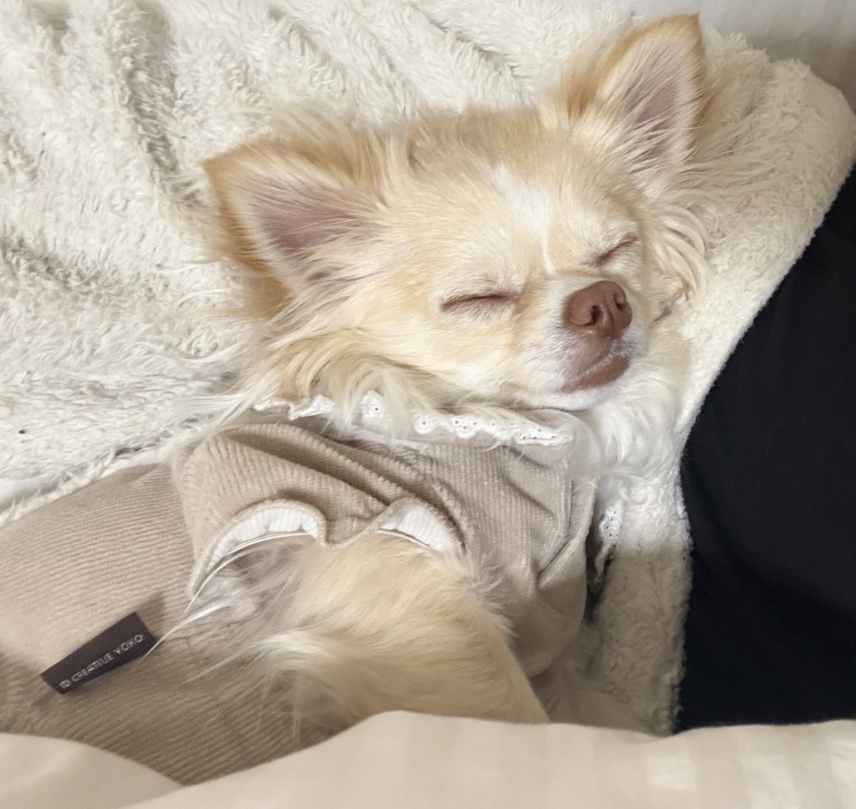 うぇる tweet media