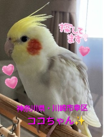 ワンコちゃん☺️ tweet media