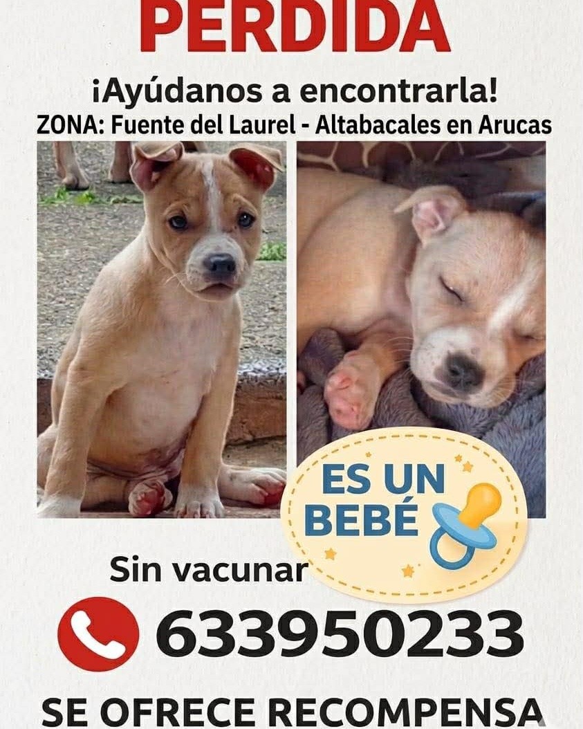 REPUBLICANA tweet media