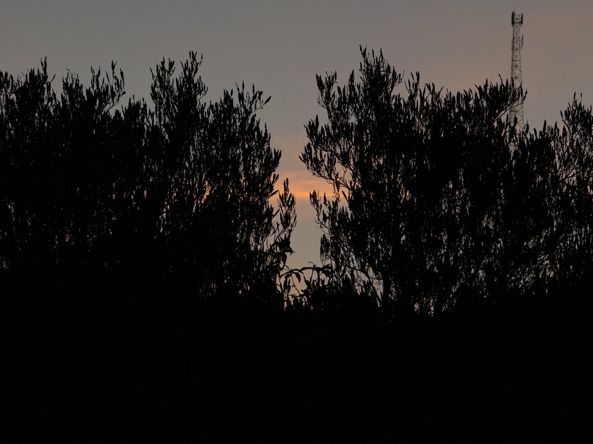 apricity tweet media