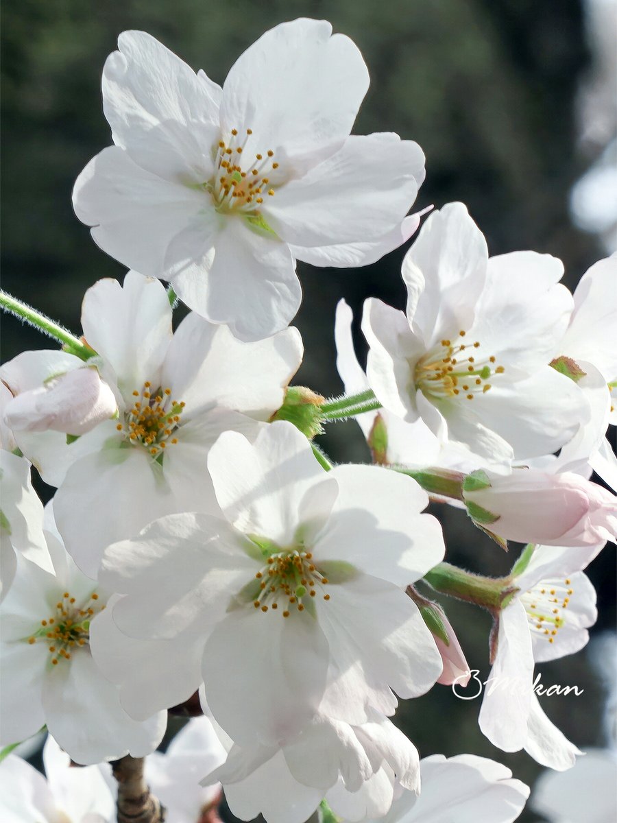 🍊夏みかん🎀 tweet media