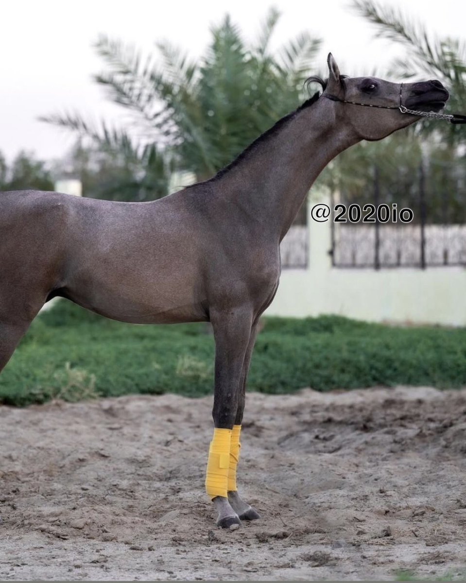 ديــنــار tweet media